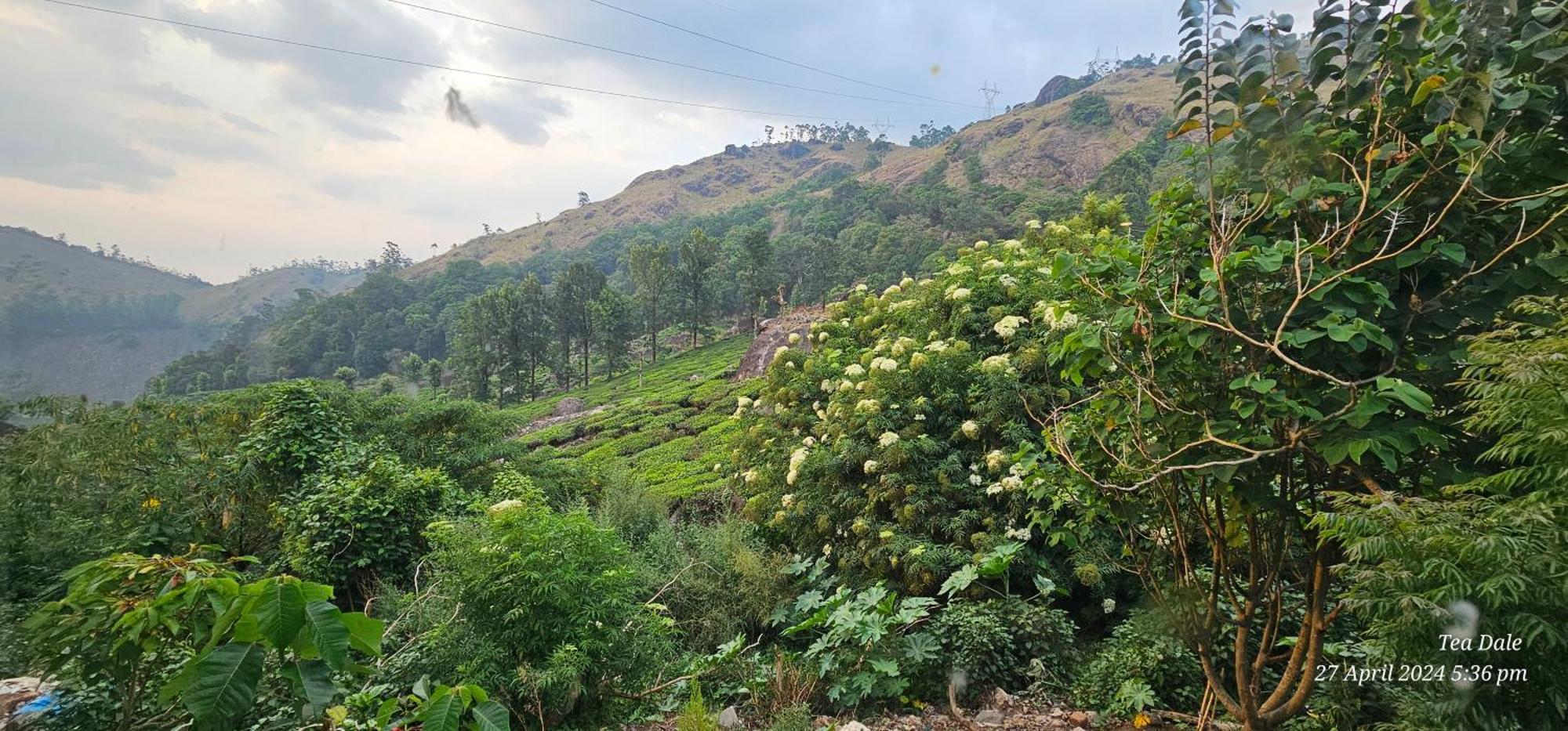 Tea Dale - All Rooms With Tea Estate View Munnar Esterno foto